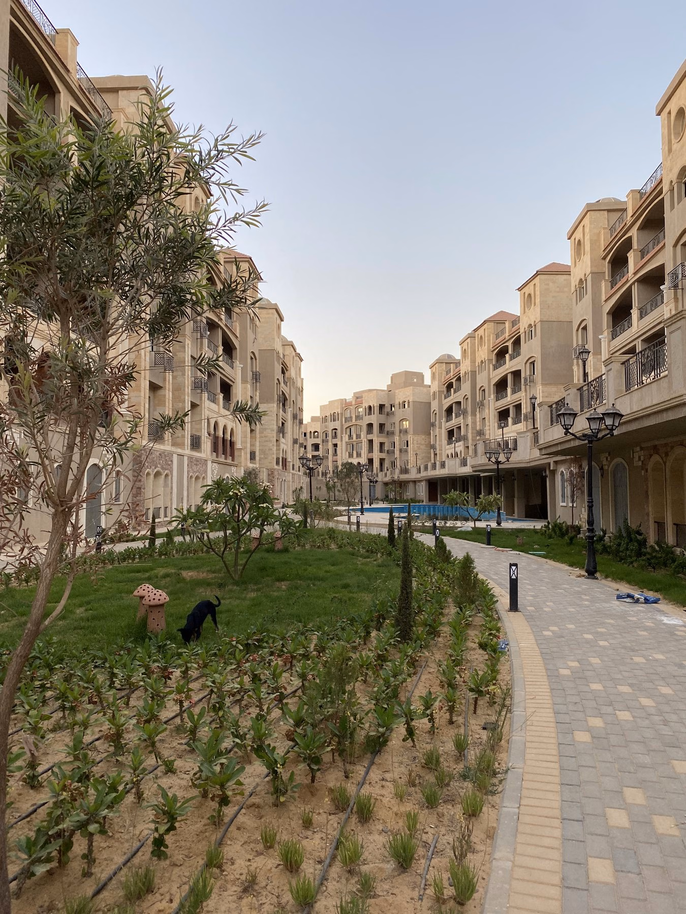 Landscaped Rock Vera courtyard with apartment buildings and a swimming pool